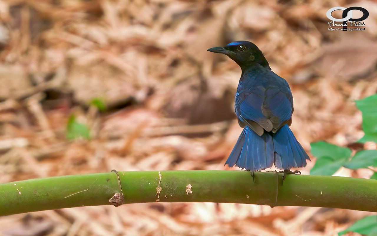 Malabar Whistling Thrush